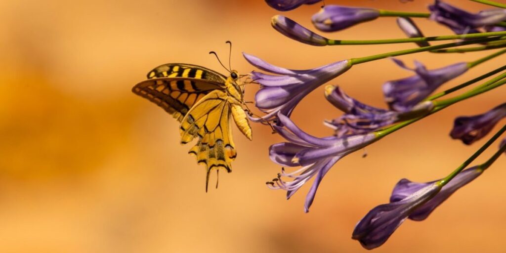Foto på fjäril på blomma