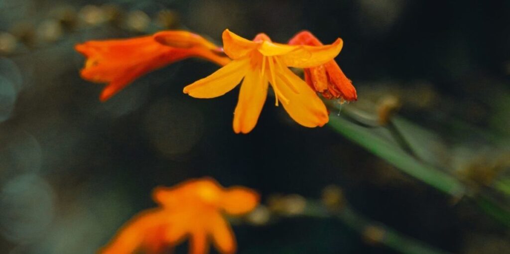 Foto på blomma